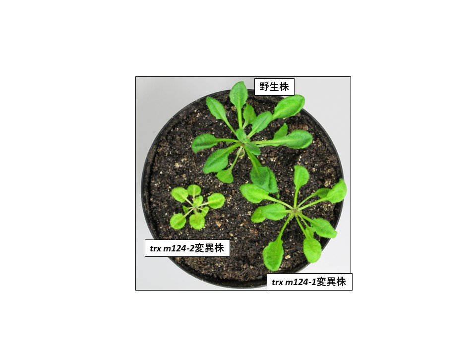 ブキャナン　植物の生化学・分子生物学　原書 ブキャナン 植物の生化学・分子生物学 原書 本